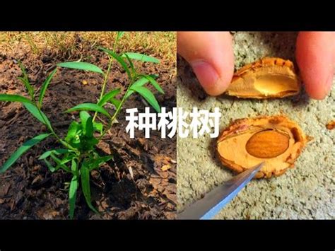 桃子樹種植|【桃子籽種植】從桃子籽到盆栽水蜜桃樹：簡單幾步，輕鬆種出你。